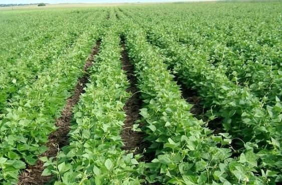 Boosting food security: Drought resistant beans unveiled