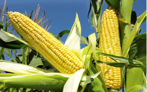 Kwara Govt provides subsidised maize to poultry, fish farmers